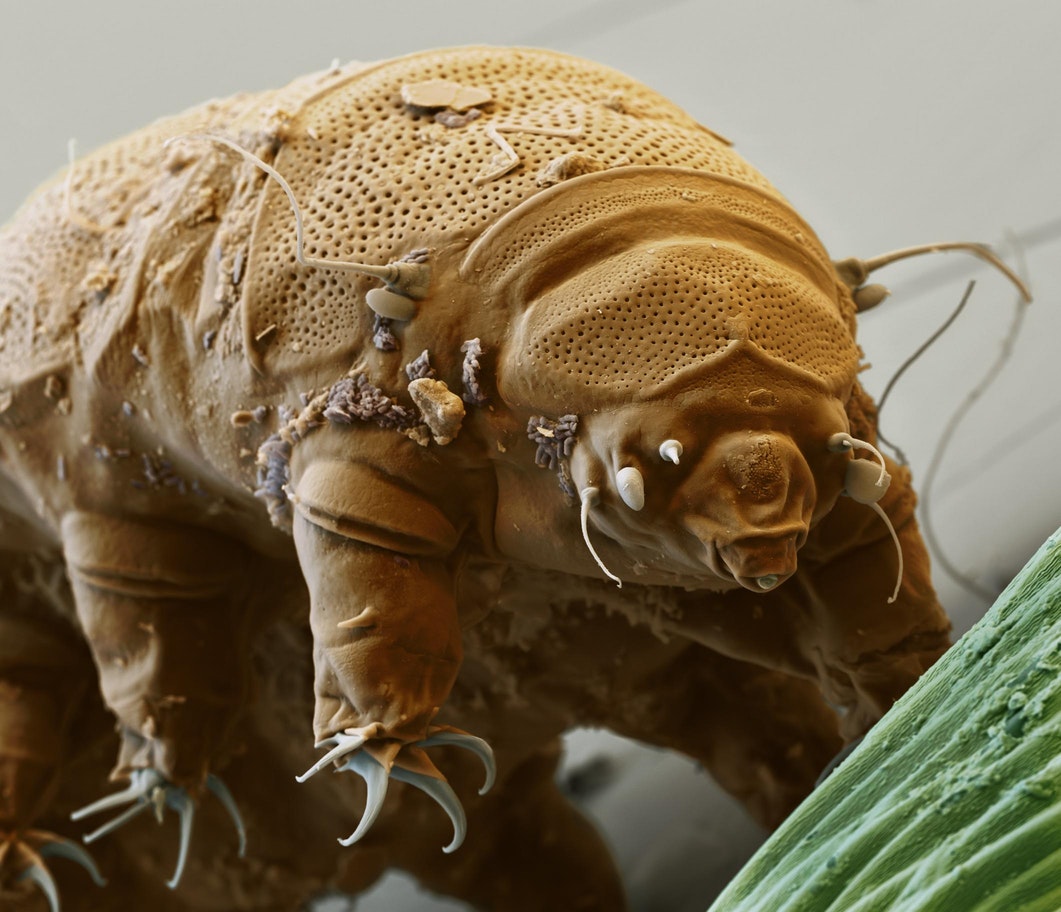 Because tardigrades are lovely animals, taxonomically speaking of course. Aditya Sainiarya [CC BY-SA 3.0 (https://creativecommons.org/licenses/by-sa/3.0)]